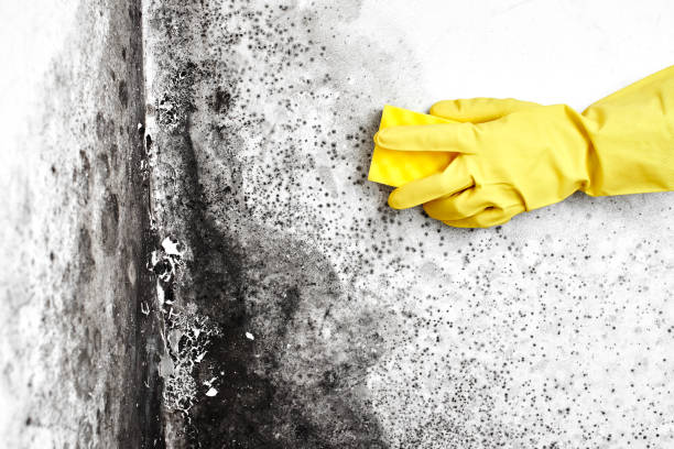 Best Mold Documentation for Insurance Claims  in Salina, UT