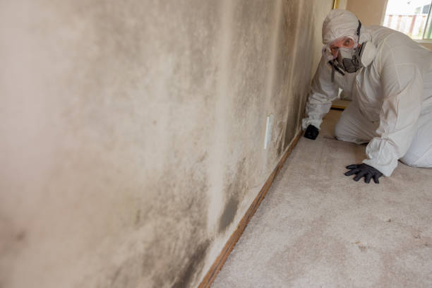 Best Post-Construction Mold Inspection  in Salina, UT